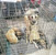 /DoggyStyle-2005-2010-Leica-27.jpg